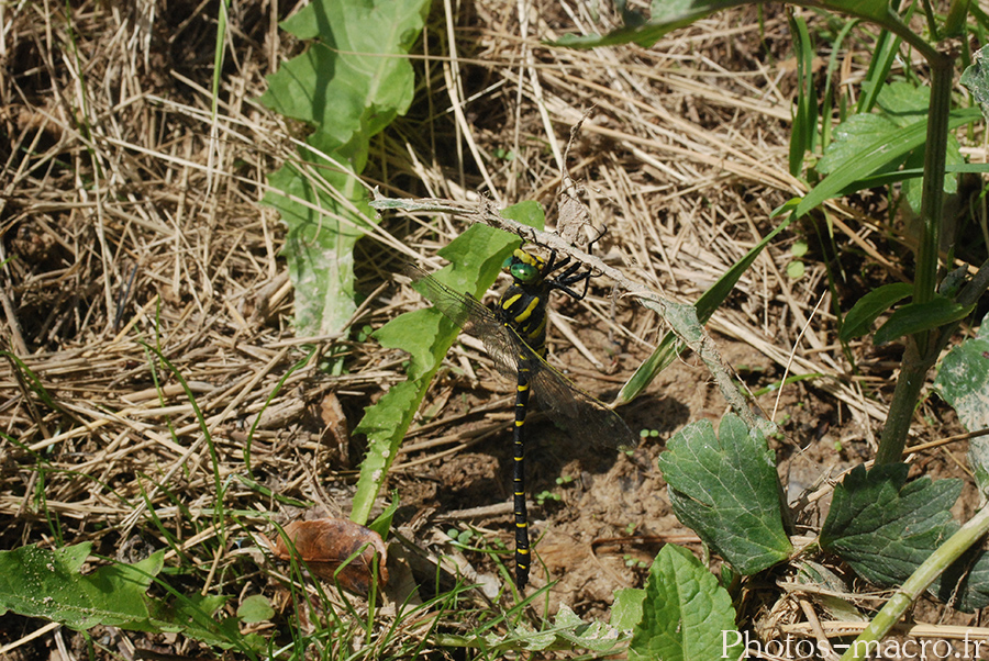 Cordulegaster boltonii